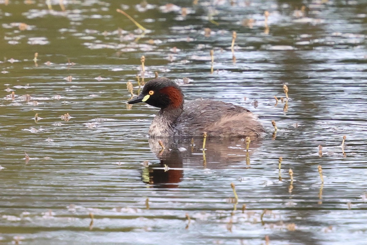 Australasian Grebe - ML647109460