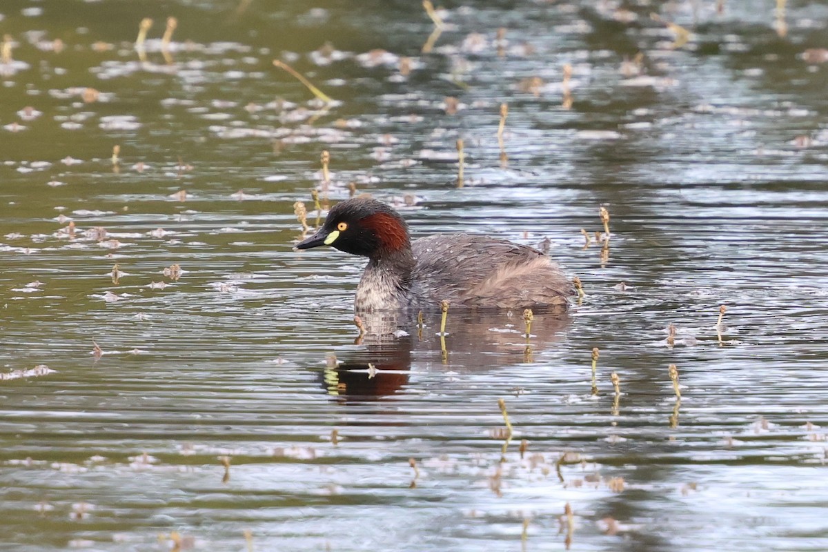 Australasian Grebe - ML647109461