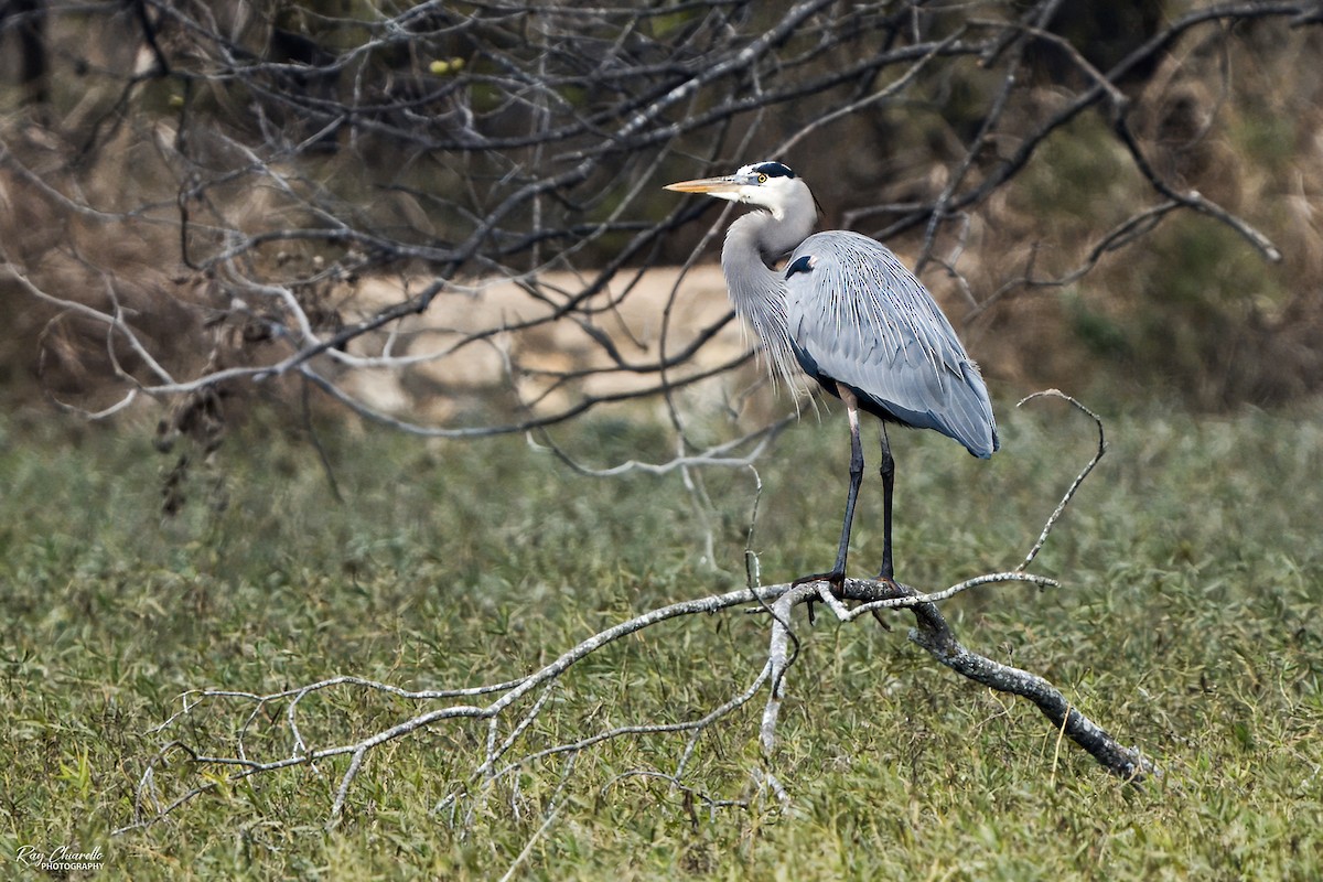 Great Blue Heron - ML647109464