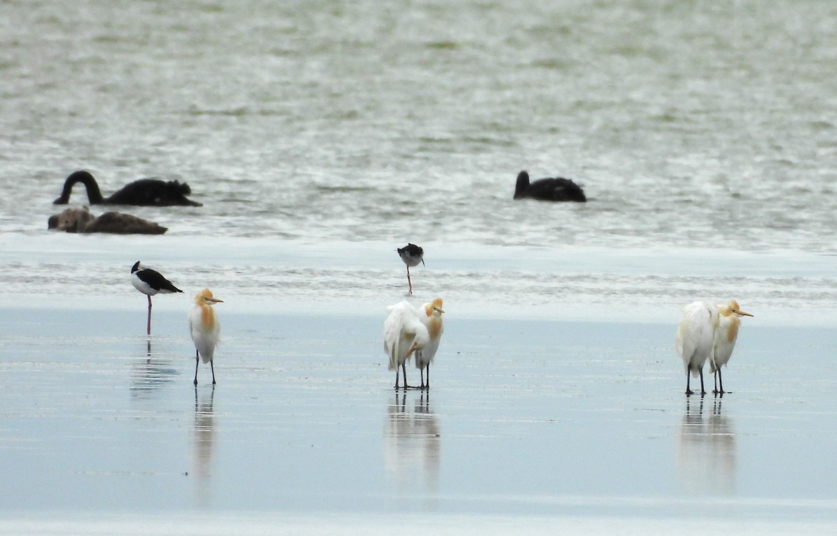 Eastern Cattle-Egret - ML647109468