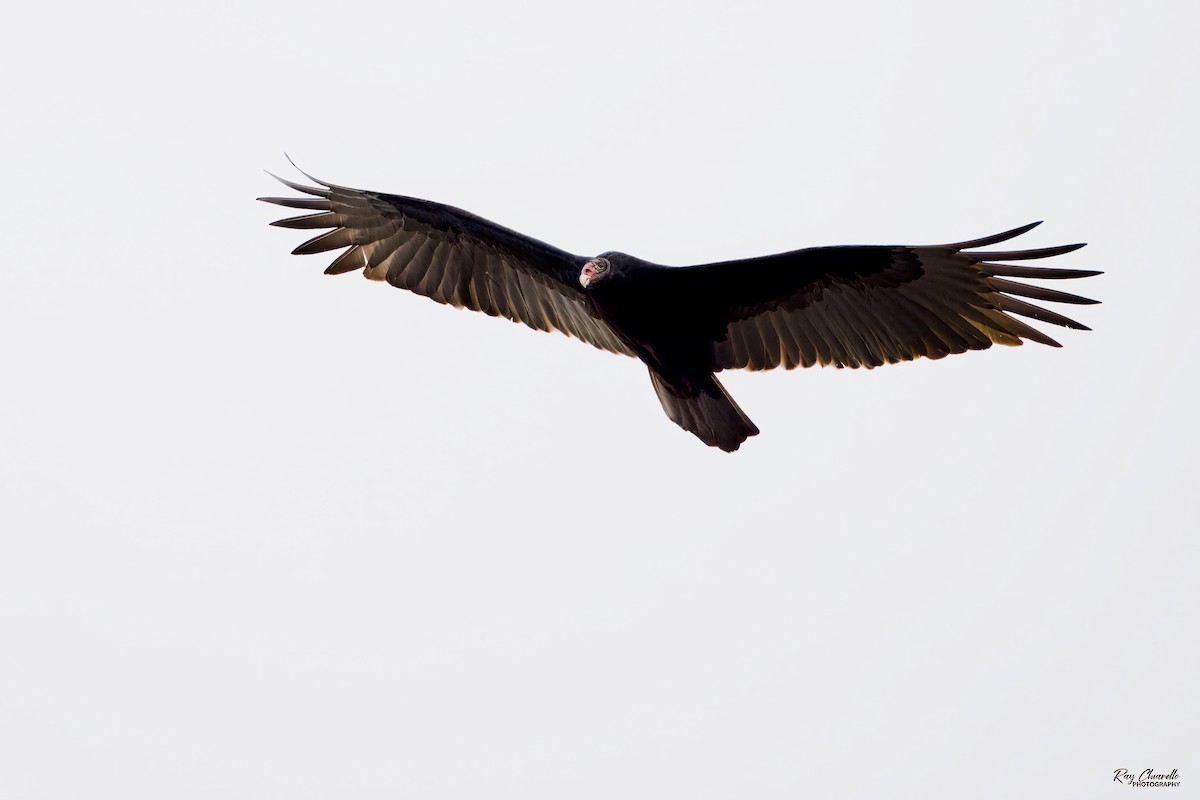 Turkey Vulture - ML647109471