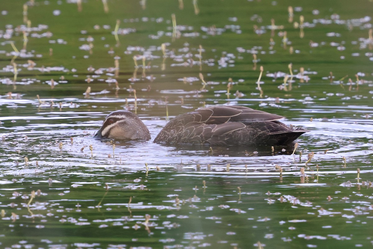 Pacific Black Duck - ML647109481
