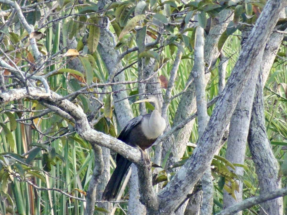 Anhinga - ML647109482