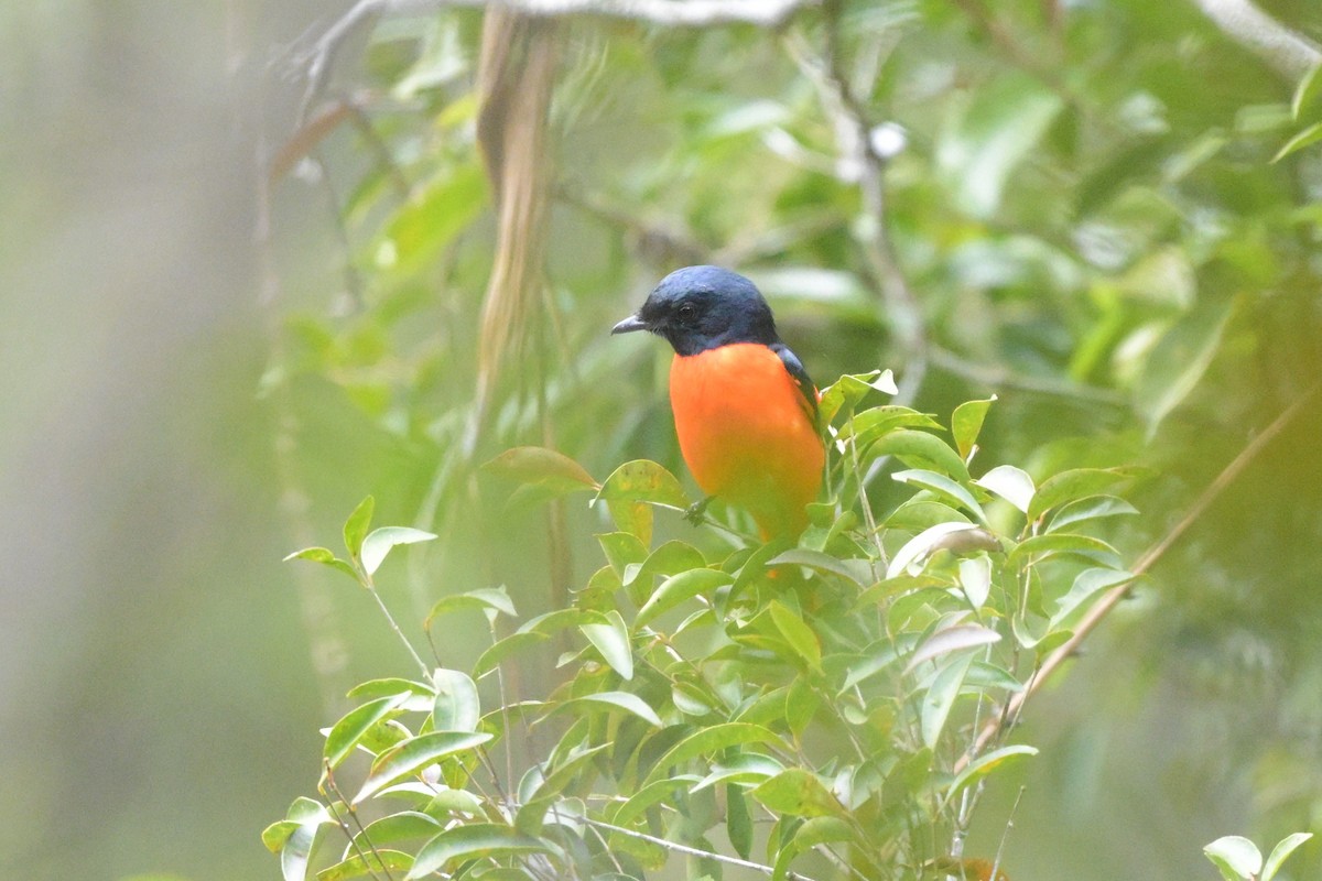 Scarlet Minivet - ML647109487