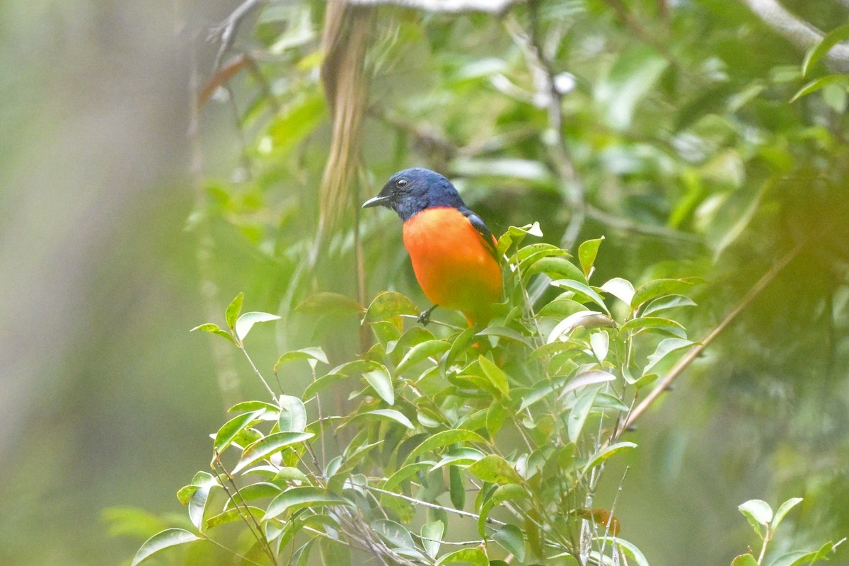 Scarlet Minivet - ML647109488