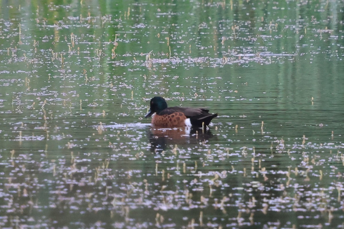 Chestnut Teal - ML647109489