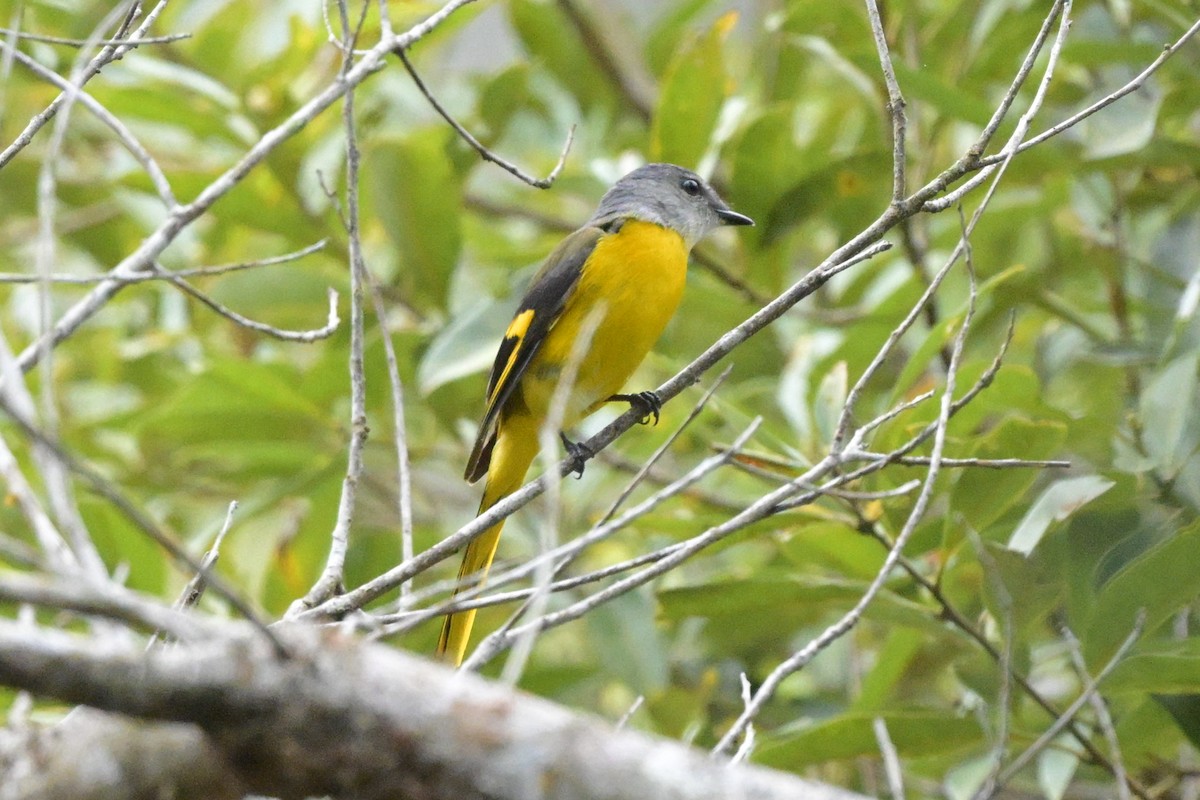 Личинкоїд сірощокий - ML647109490