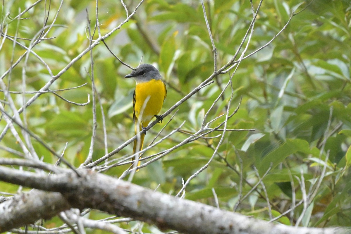 Личинкоїд сірощокий - ML647109491