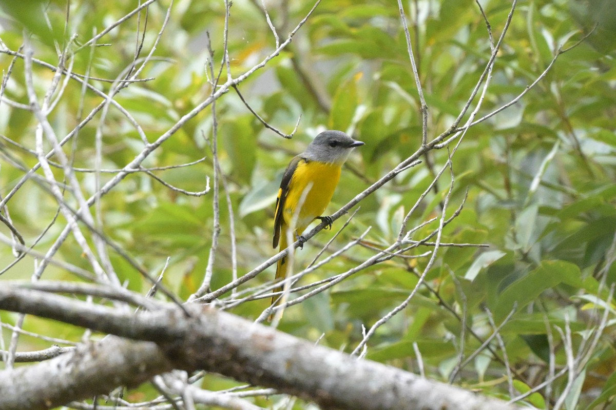 Личинкоїд сірощокий - ML647109492