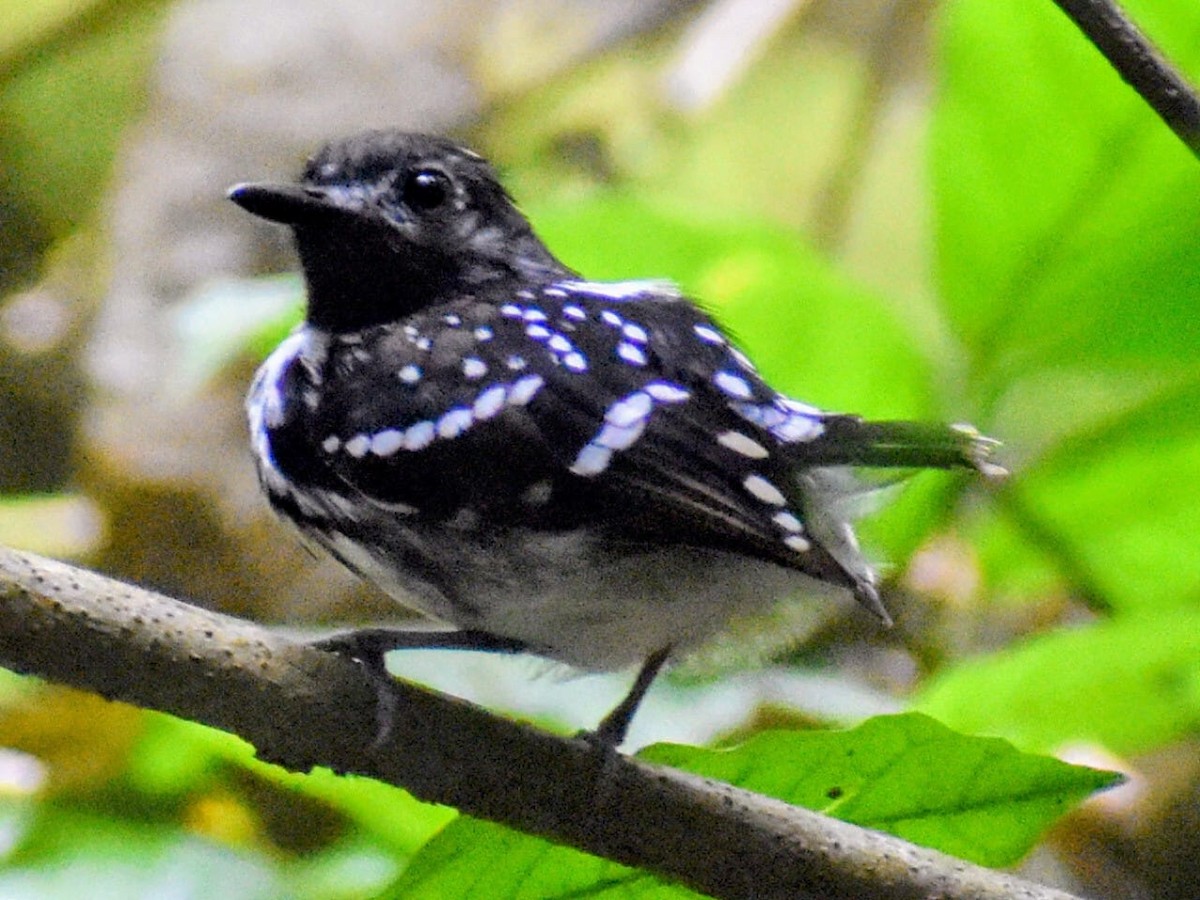 Жемчужноспинная муравьеловка - ML647109493