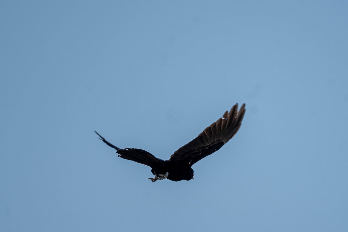 Pacific Koel (Australian) - ML647109499