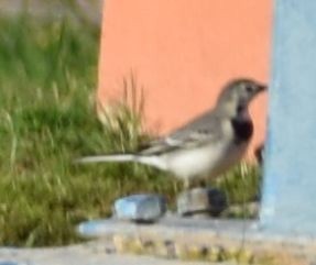 White Wagtail - ML647109501