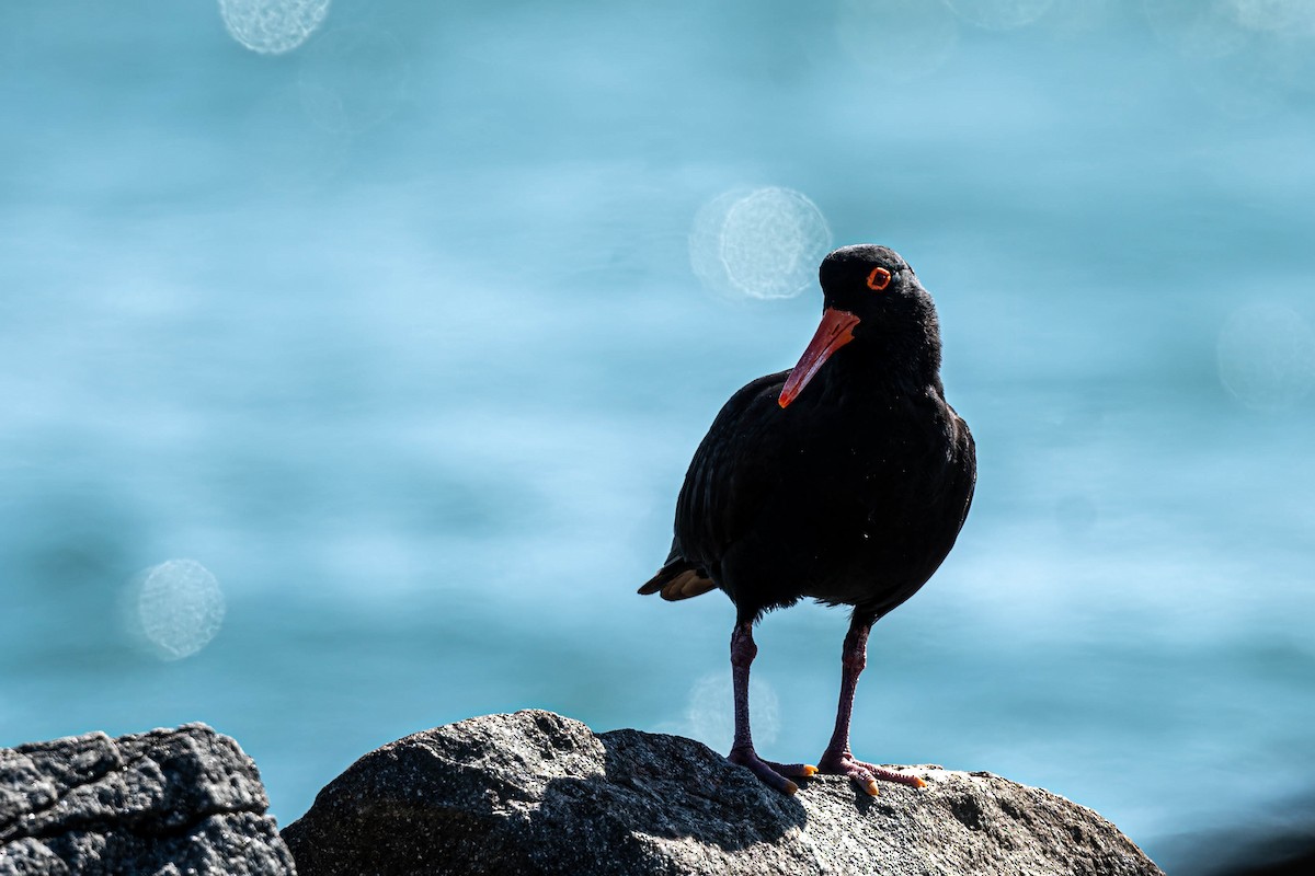 Sooty Oystercatcher - ML647109502
