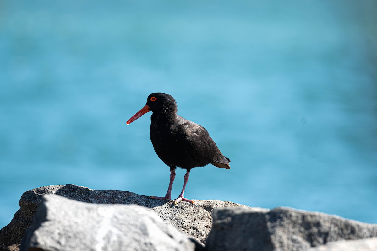 Sooty Oystercatcher - ML647109503