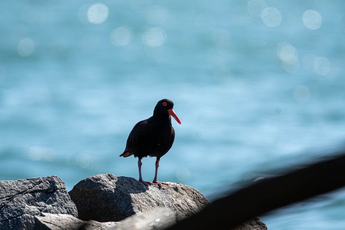 Sooty Oystercatcher - ML647109504