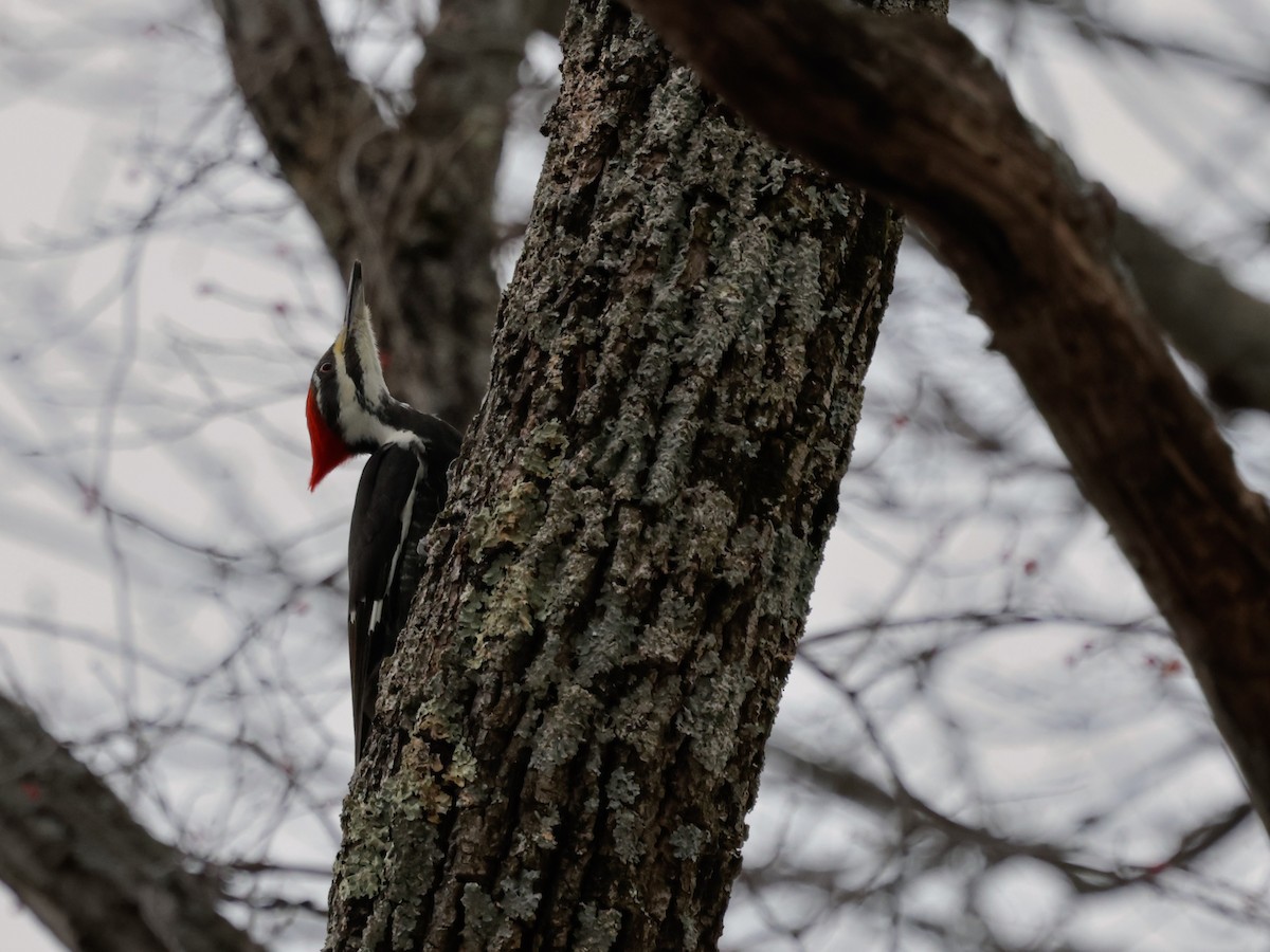 hvitbrynsvartspett - ML647109507