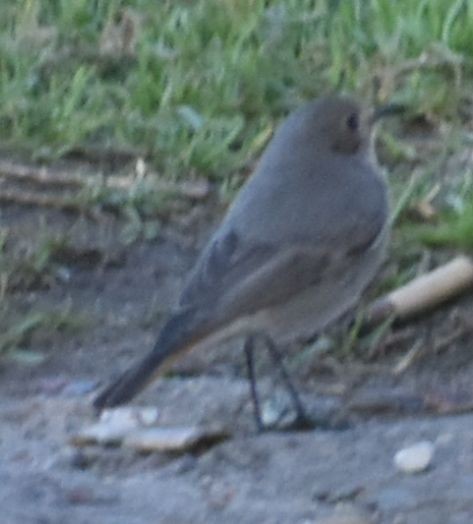 Black Redstart - ML647109508