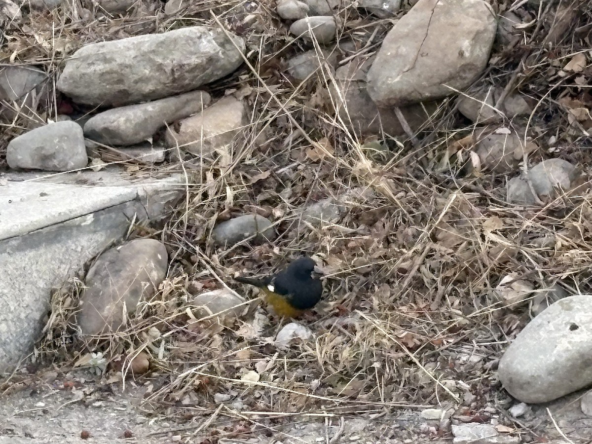 Wacholderkernbeißer - ML647109513