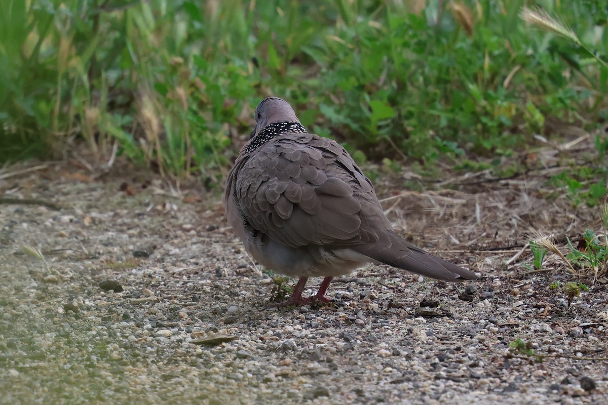 תור נקוד - ML647109514
