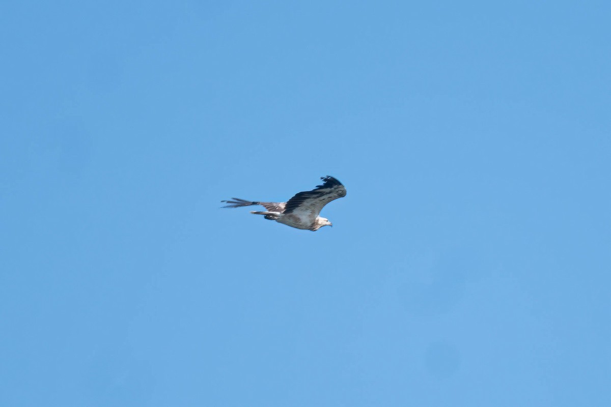 orel bělobřichý - ML647109517