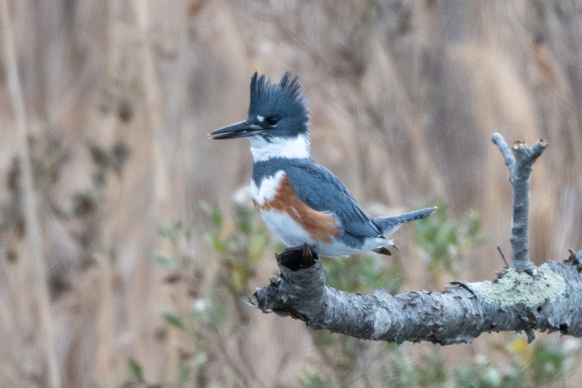 שלדג אמריקני - ML647109519