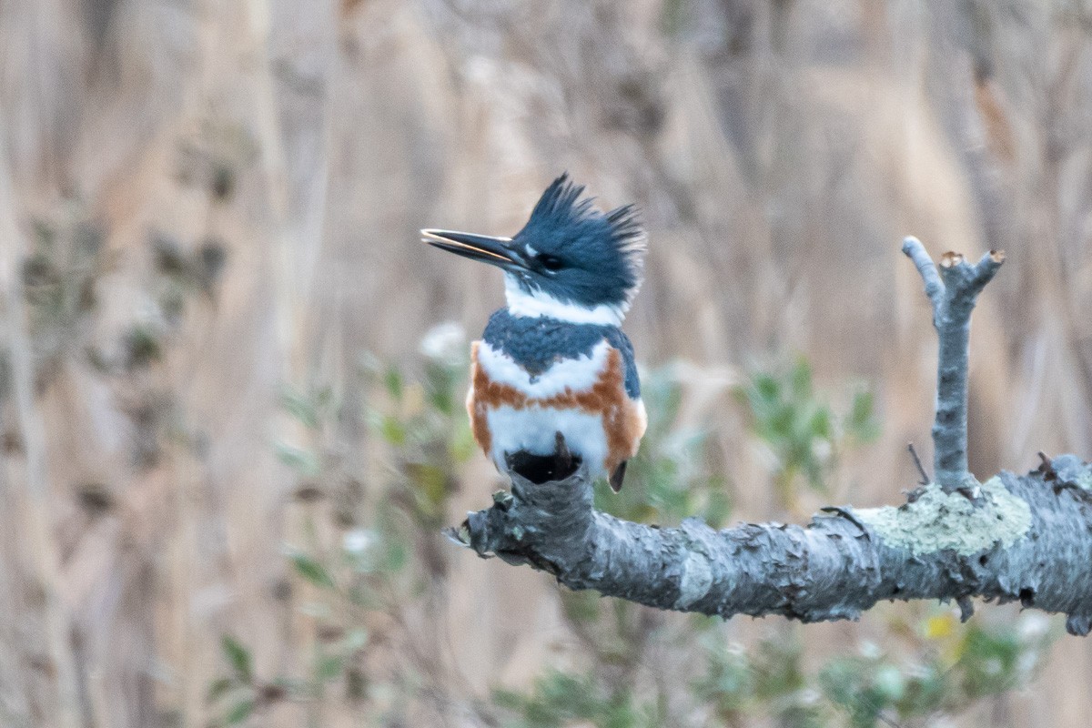 שלדג אמריקני - ML647109520