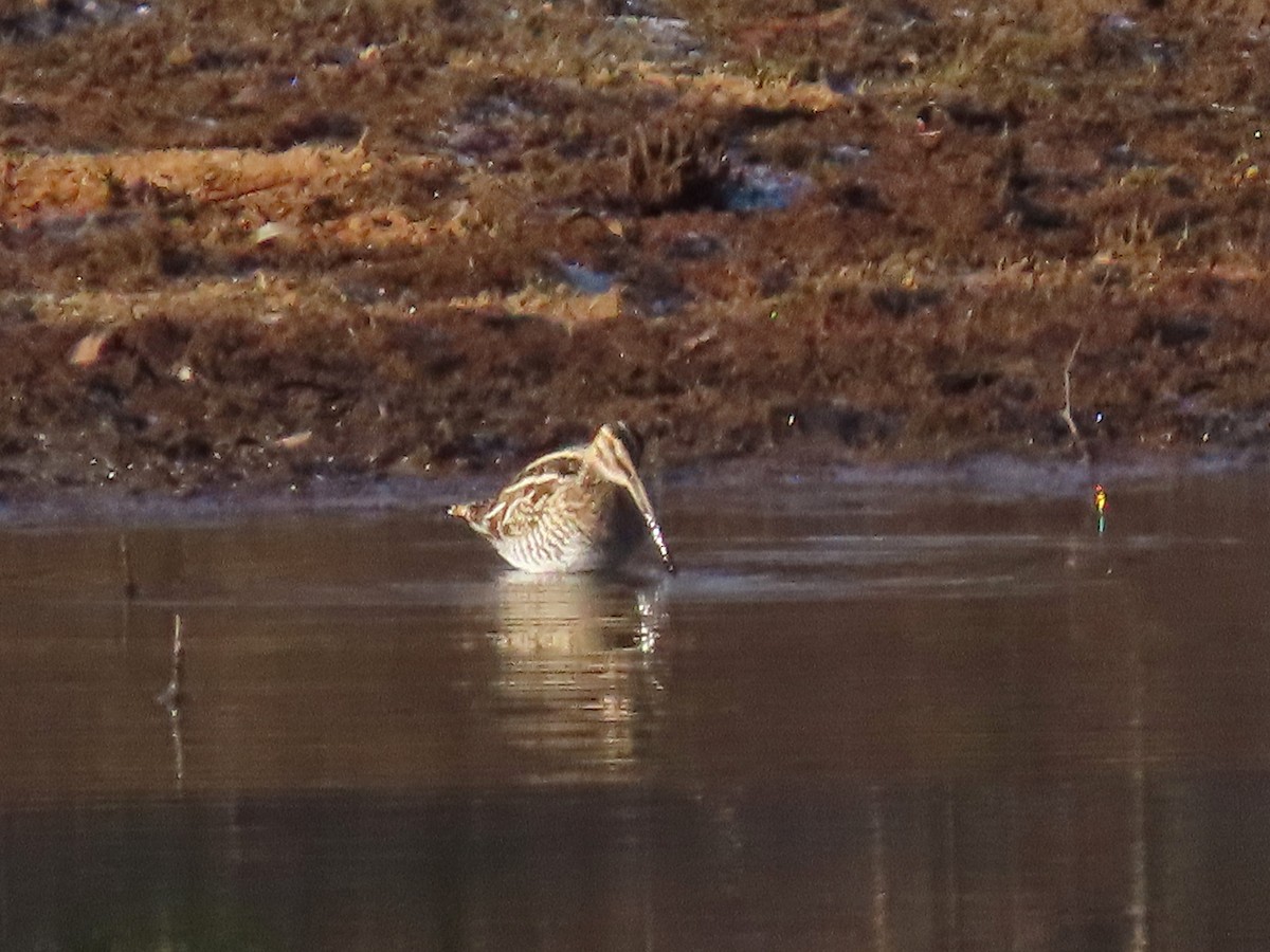 Wilson's Snipe - ML647109538