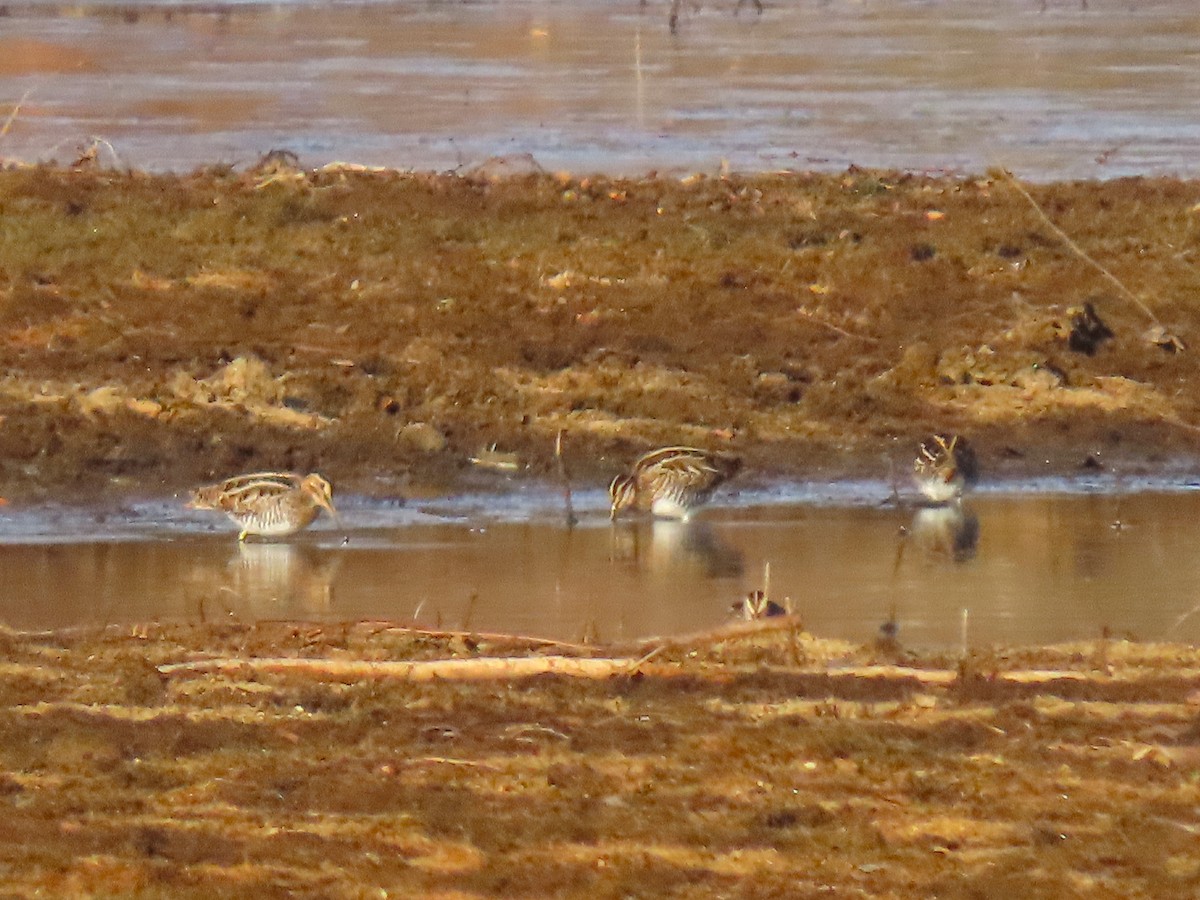 Wilson's Snipe - ML647109539