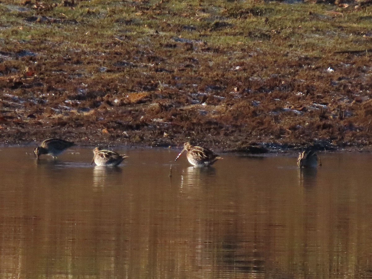 Wilson's Snipe - ML647109540