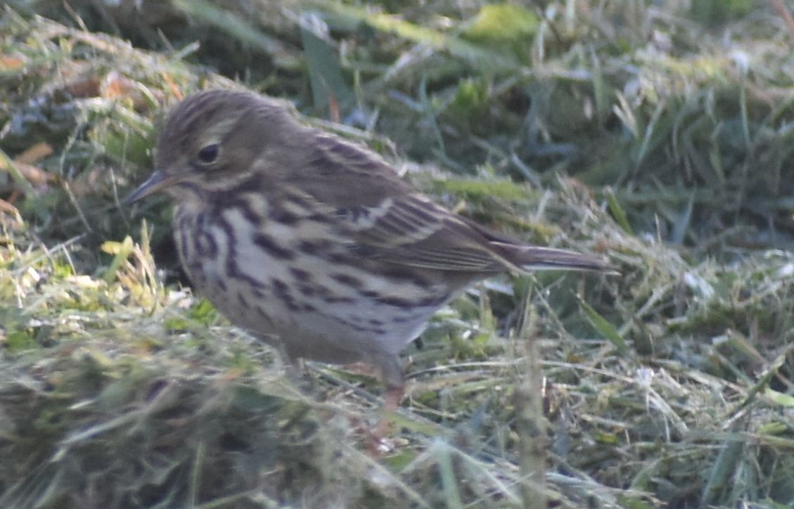 Луговой конёк - ML647109546