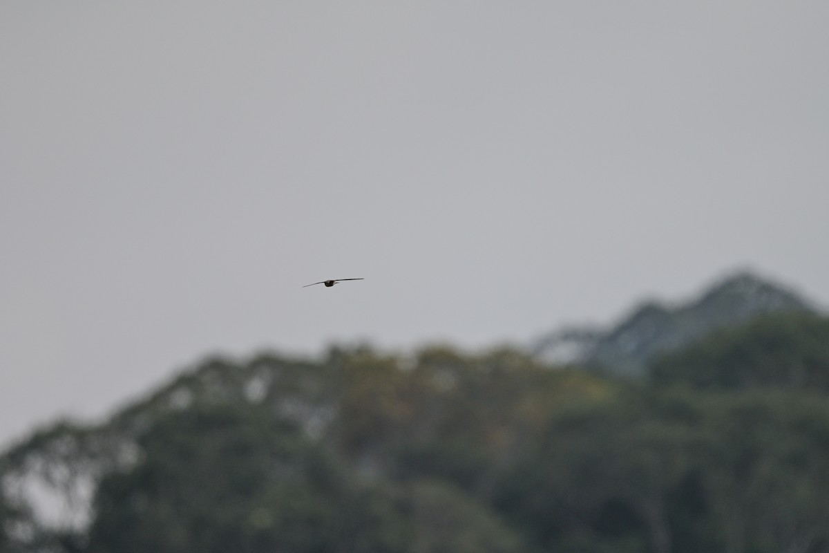 Asian Palm Swift - ML647109548