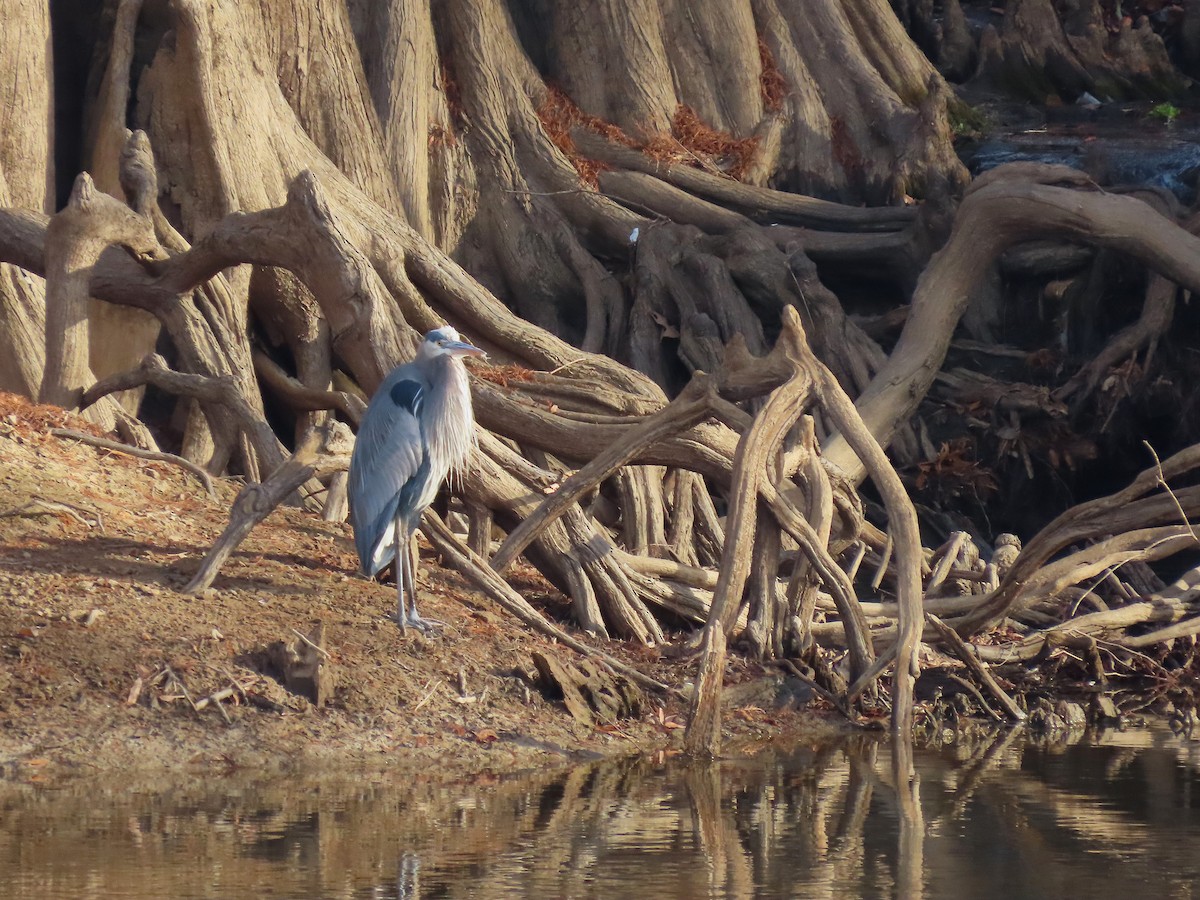Great Blue Heron - ML647109551