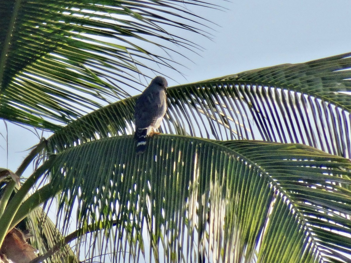 Gray Hawk - ML647109559