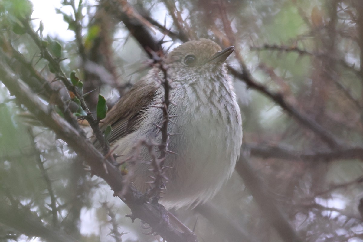 Brown Thornbill - ML647109562