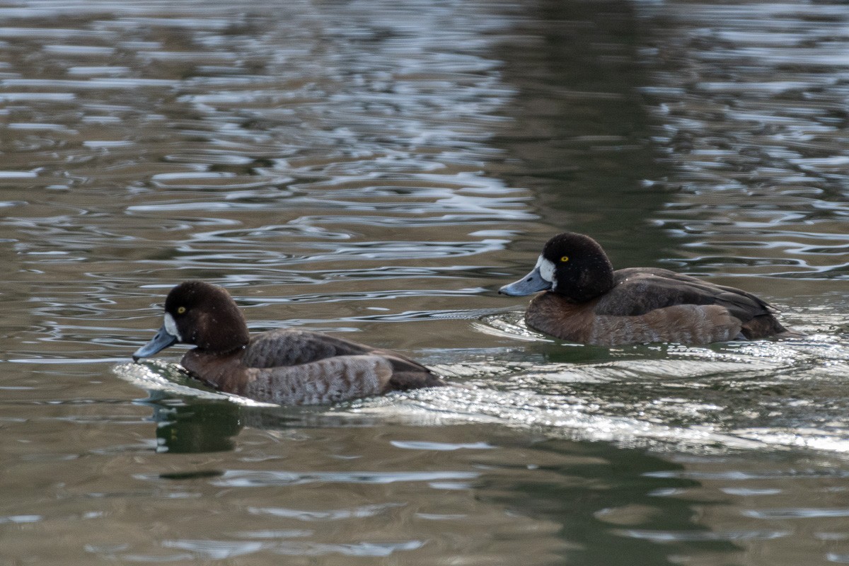 צולל ימי - ML647109563