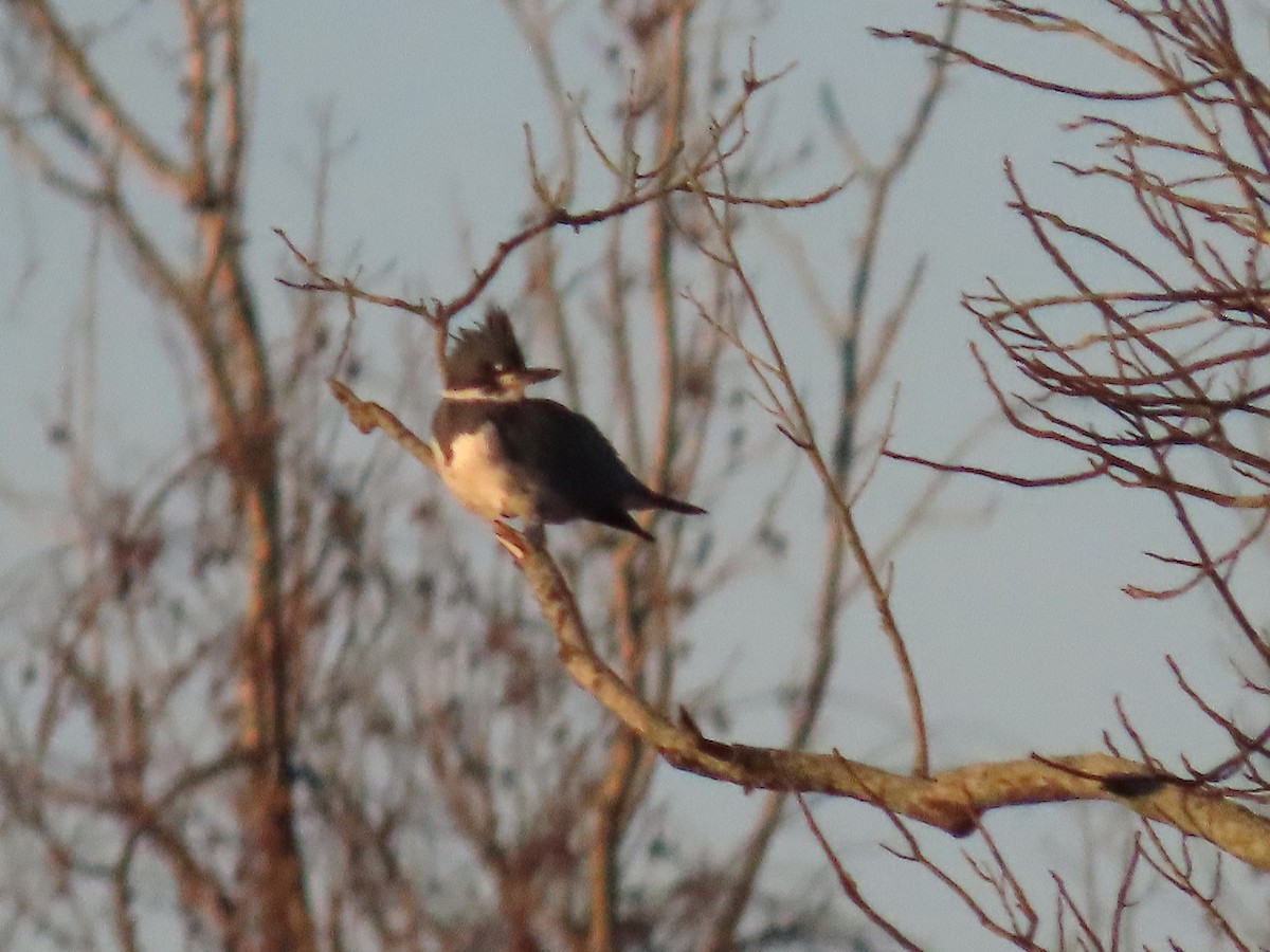 שלדג אמריקני - ML647109564