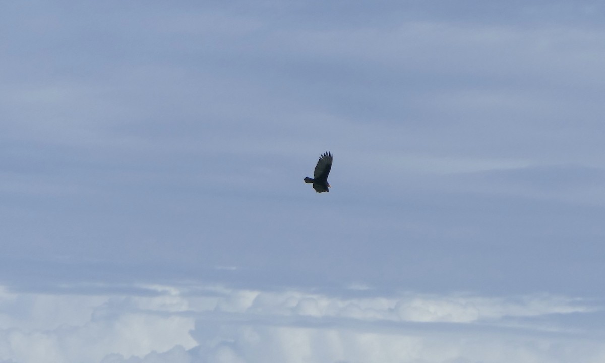 kondor menší - ML647109566