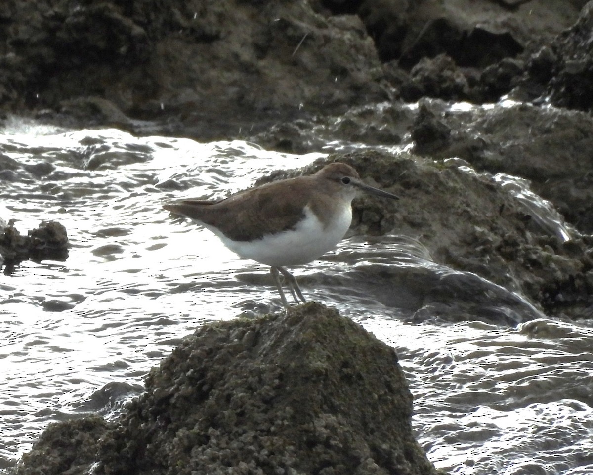 Common Sandpiper - ML647109567