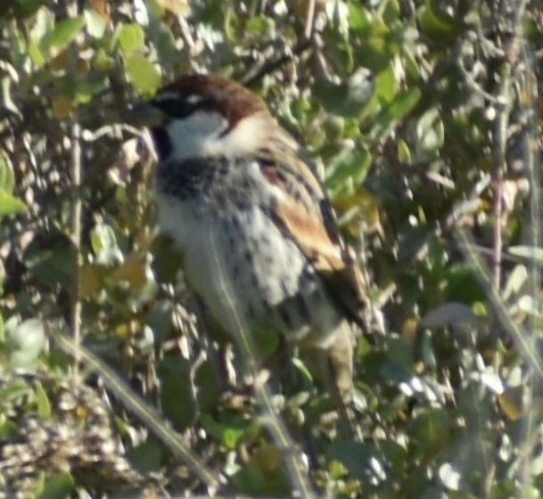 Txolarre iluna - ML647109572