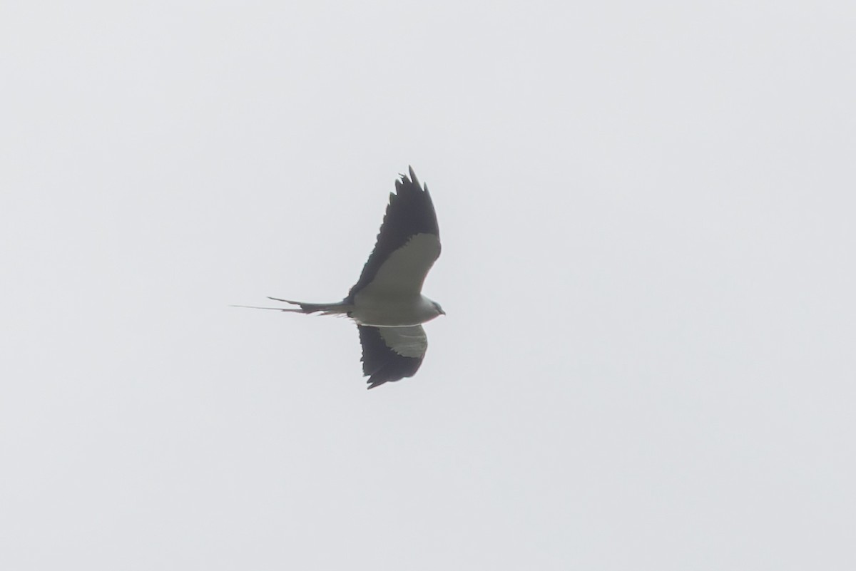 Elano miru-buztana - ML647109574