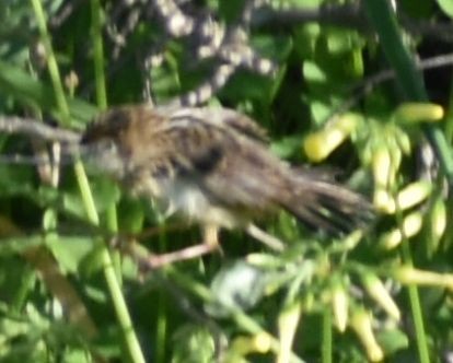 Ihi-txoria - ML647109575