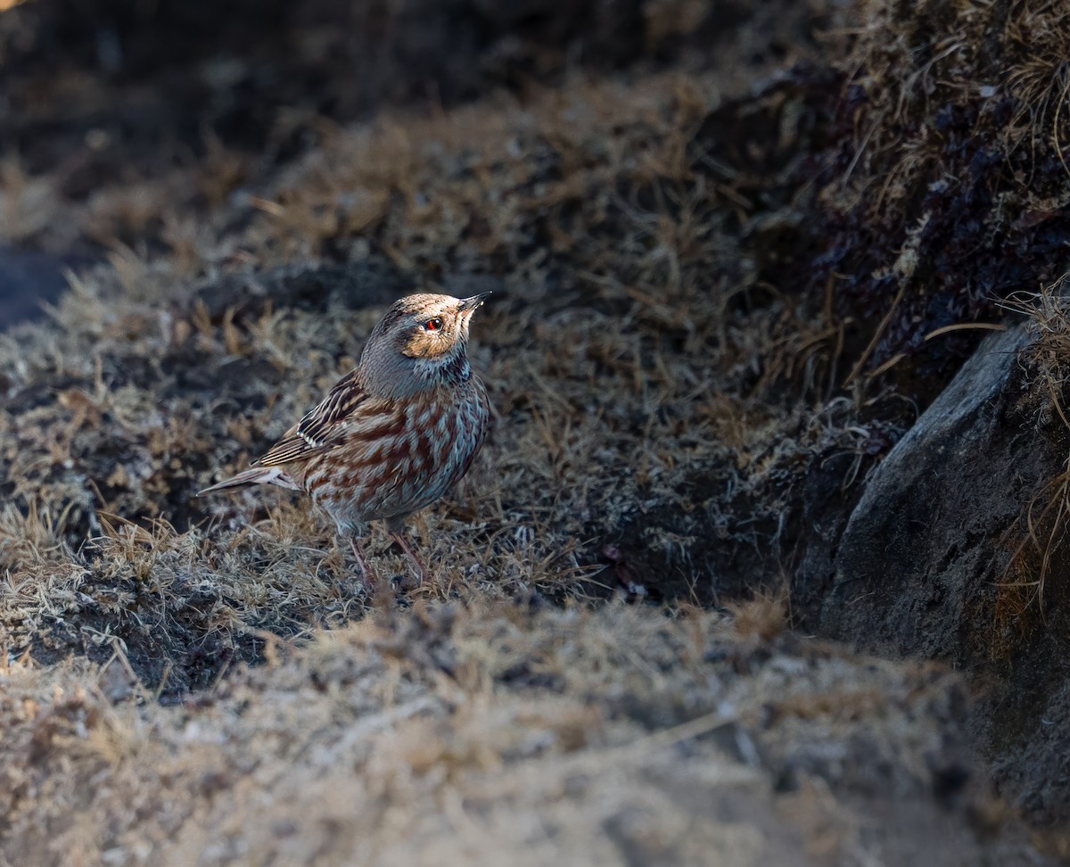 Tuntun himalaiarra - ML647109578