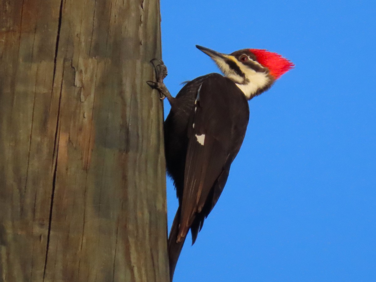 hvitbrynsvartspett - ML647109579