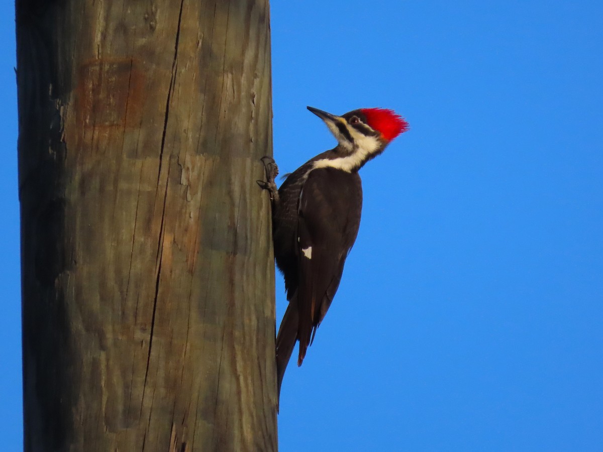 hvitbrynsvartspett - ML647109580