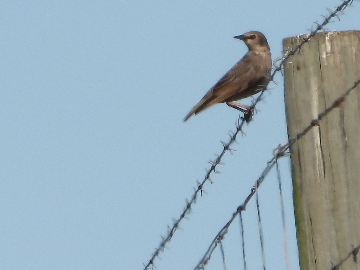 Arabazozo pikarta - ML647109581