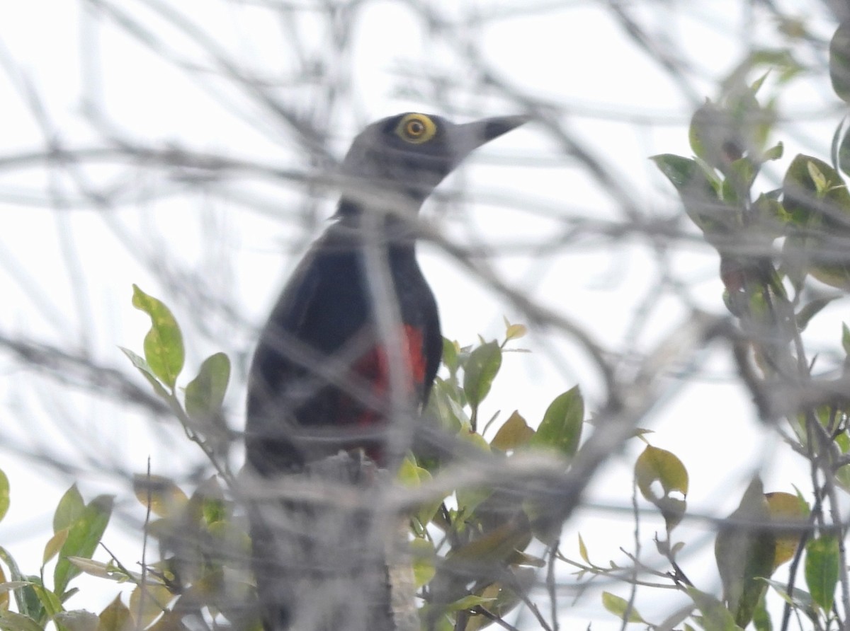 Yellow-tufted Woodpecker - ML647109582