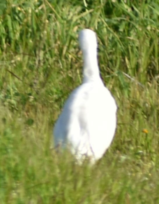 Koartzatxo itzaina - ML647109583