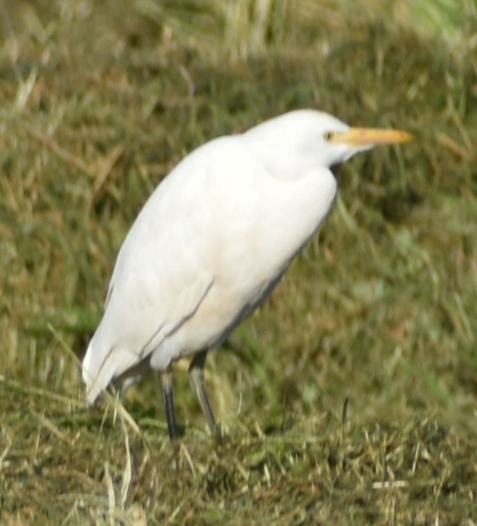 Koartzatxo itzaina - ML647109584