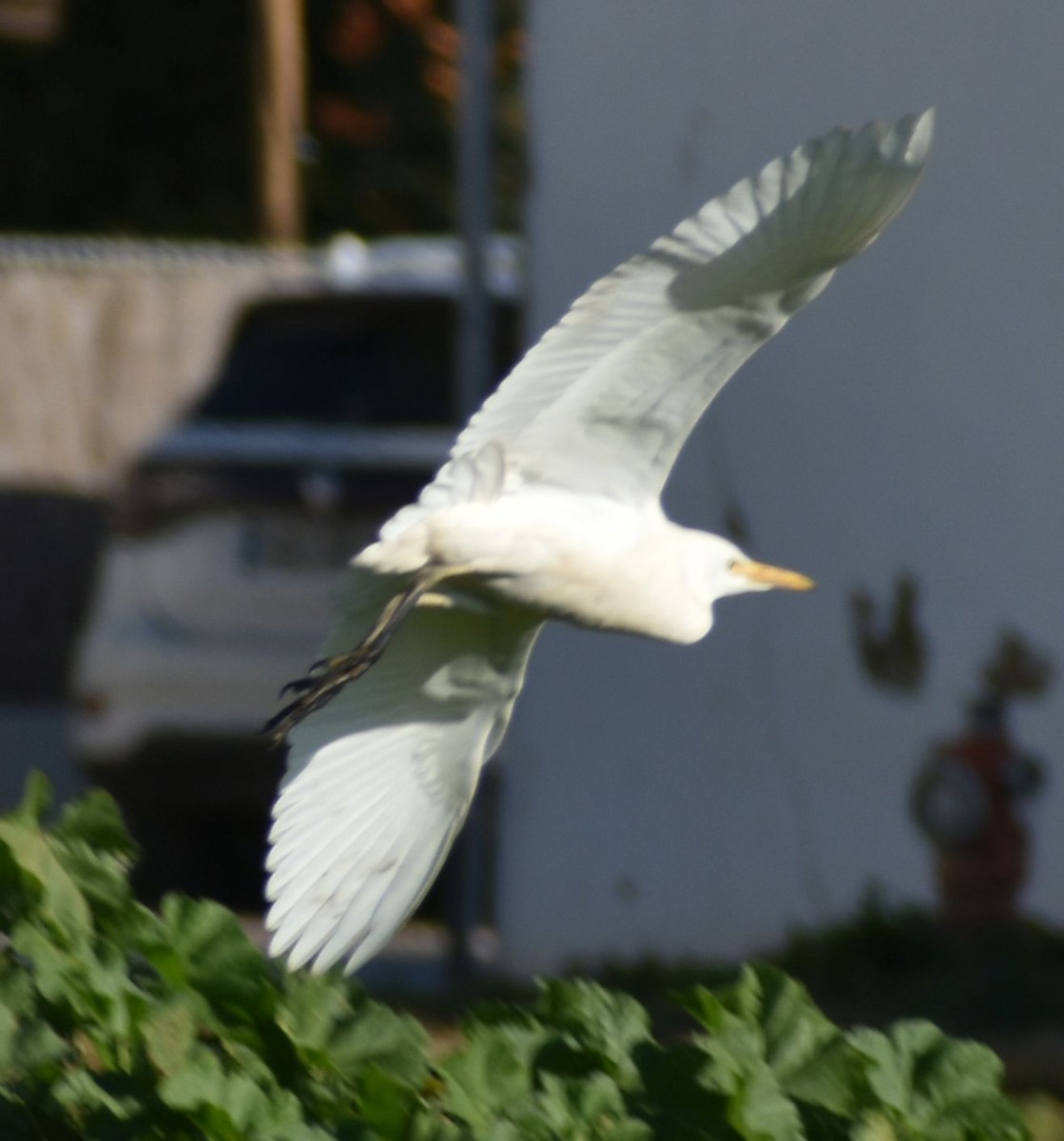 Koartzatxo itzaina - ML647109585