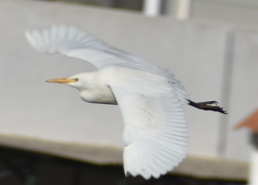 Koartzatxo itzaina - ML647109586